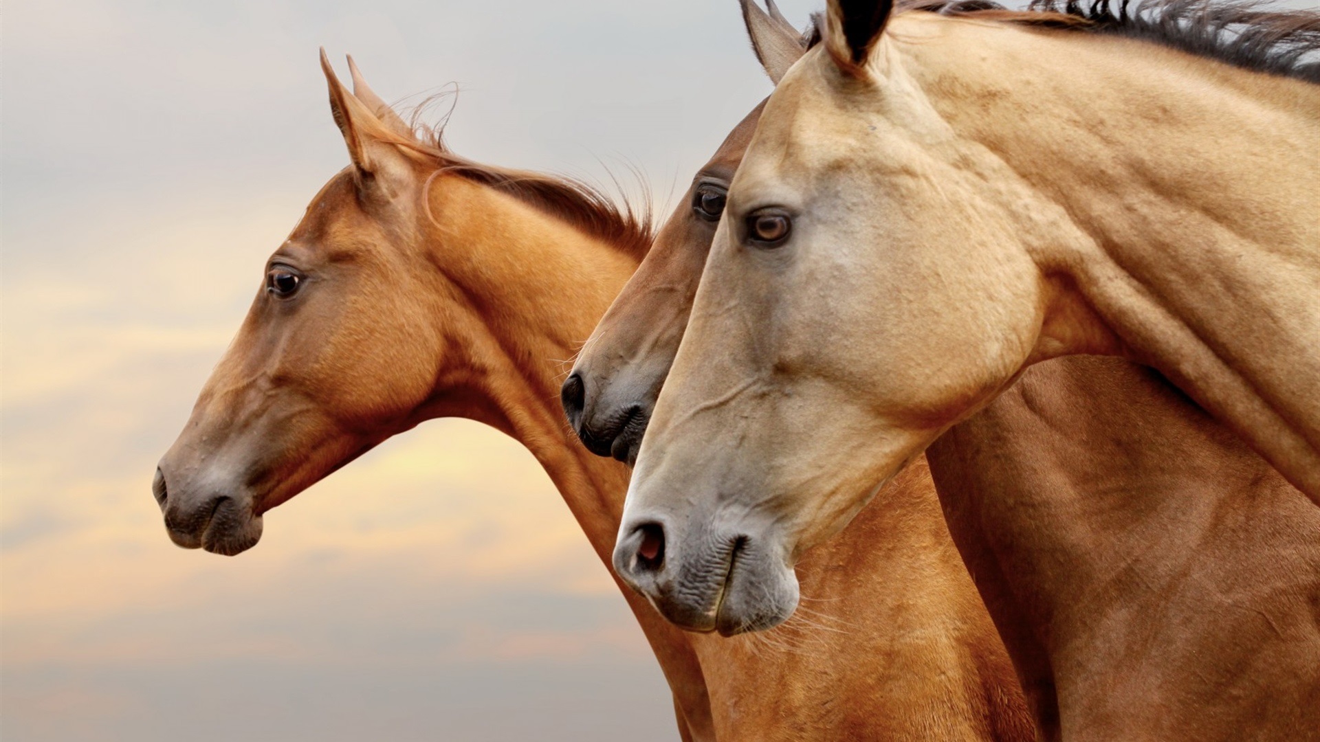 breathe Ancient times lead Top 10 curiozități despre cai - Equester