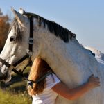 Limbajul cailor - prietenie - clubul sportiv Equester