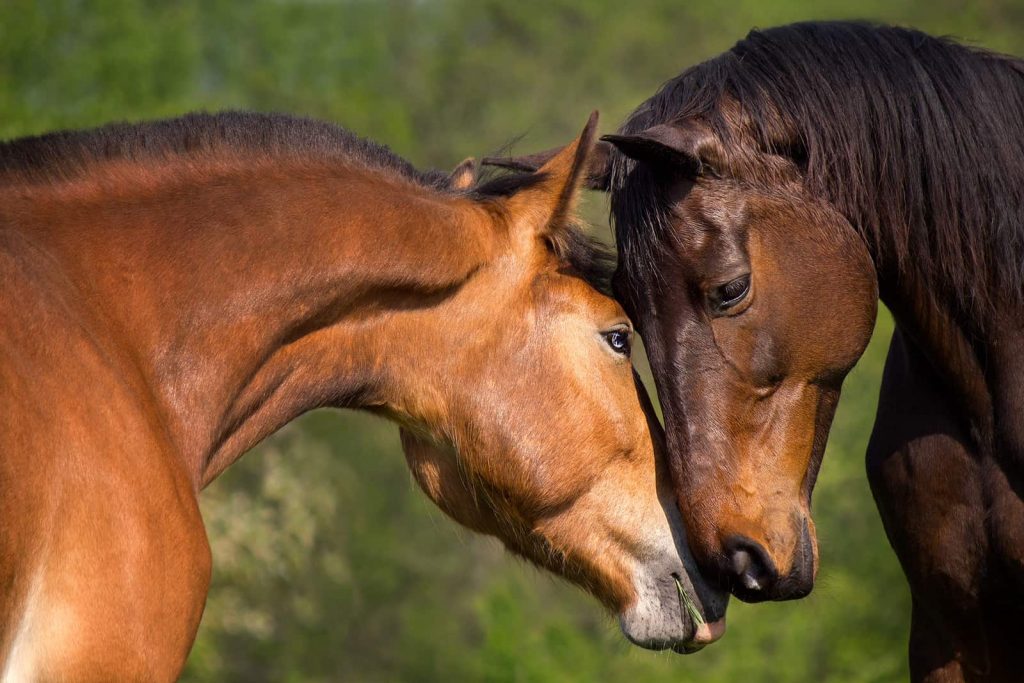 Limbajul cailor - prima intalnire