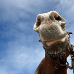 Equester - Curiozitati despre cai
