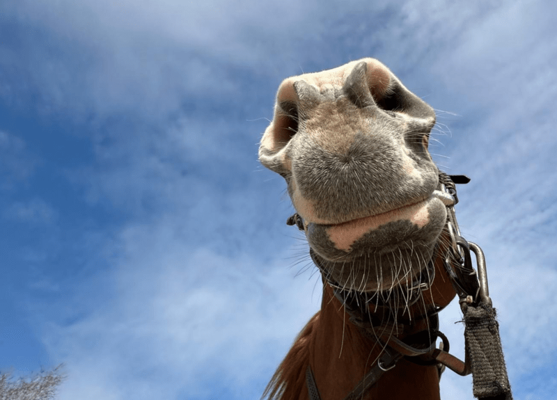 Equester - Curiozitati despre cai