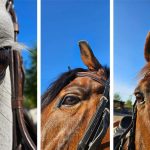 Ochii cailor - Clubul sportiv Equester 03