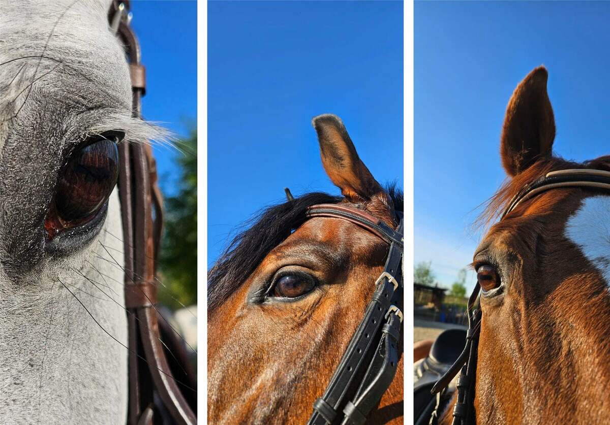 Ochii cailor - Clubul sportiv Equester 03