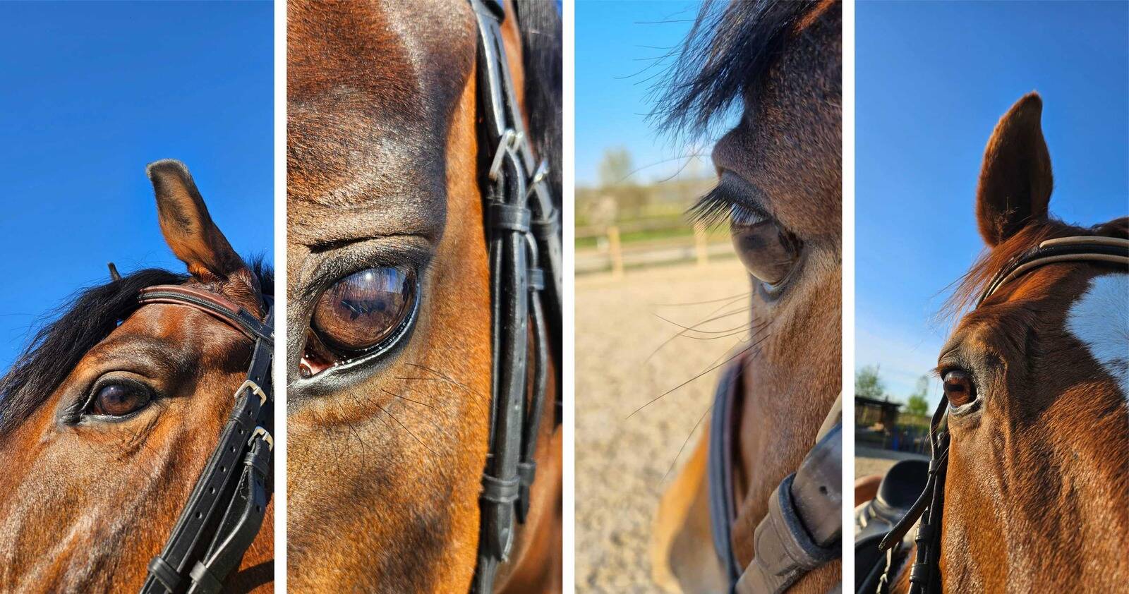 Ochii cailor - Clubul sportiv Equester