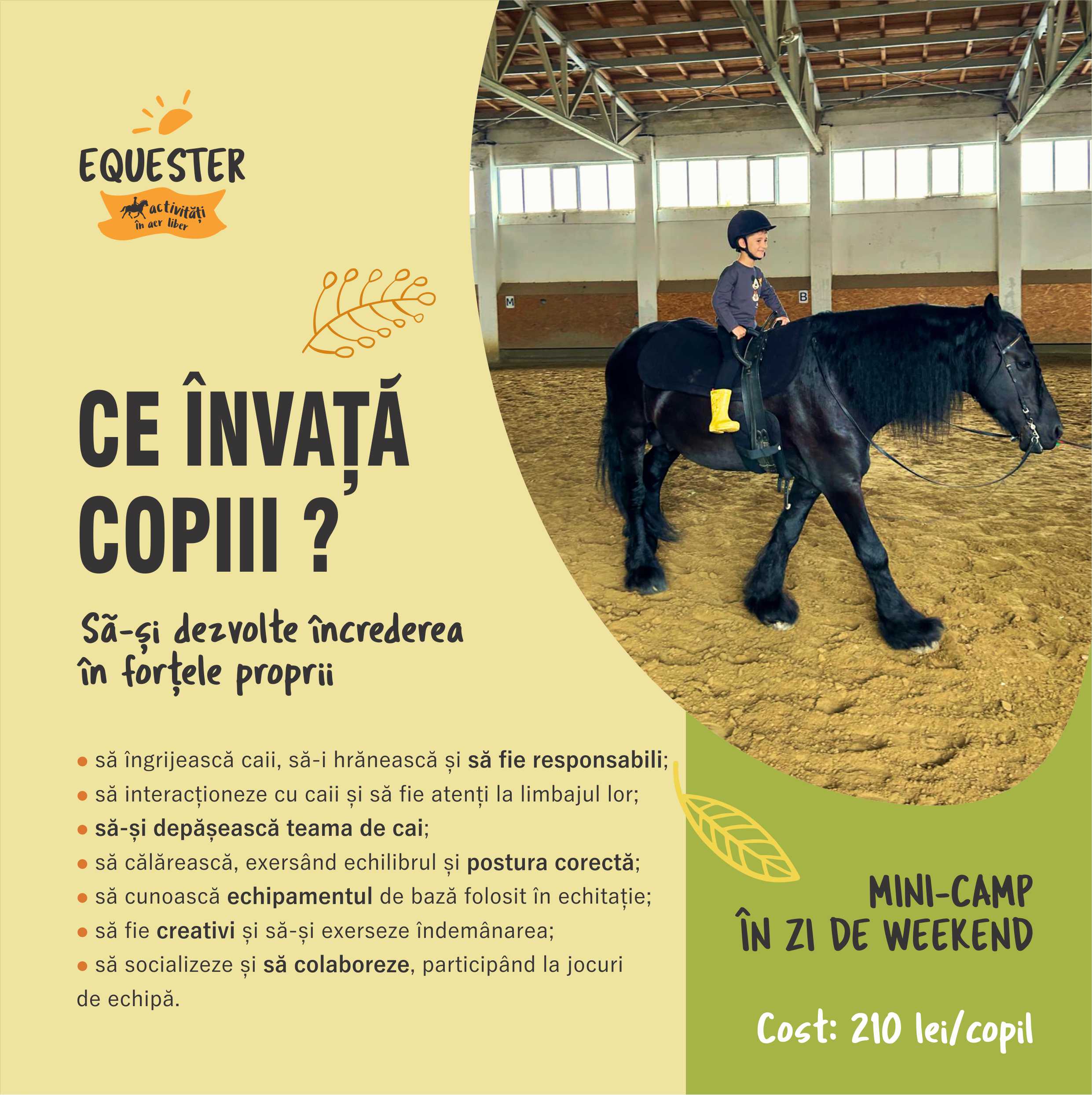 Equester Activitati copii Iasi